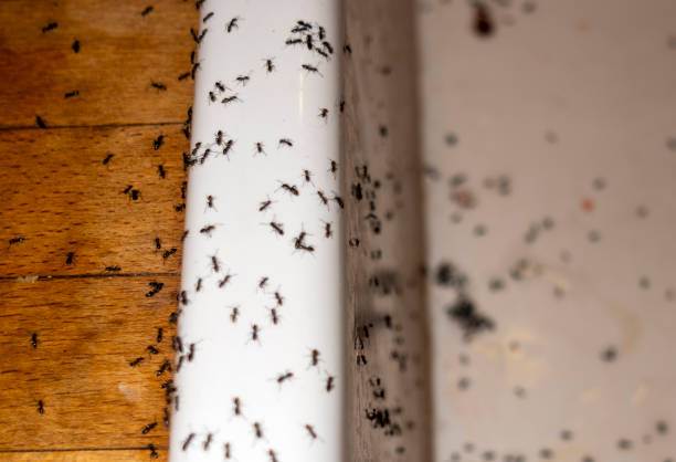 Best Mosquito Control Services  in Saco, ME